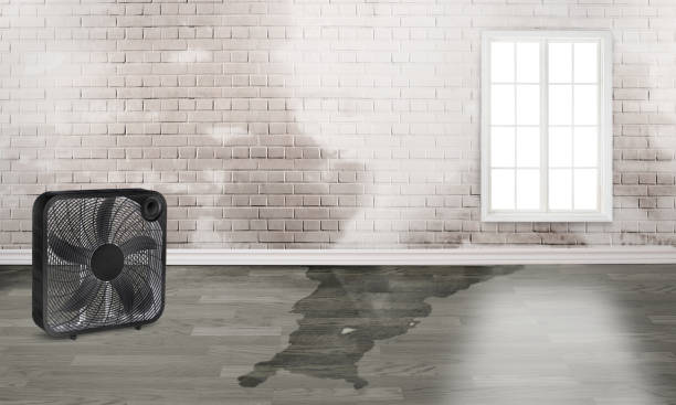 Best Water damage restoration mold remediation  in Campbellsville, KY